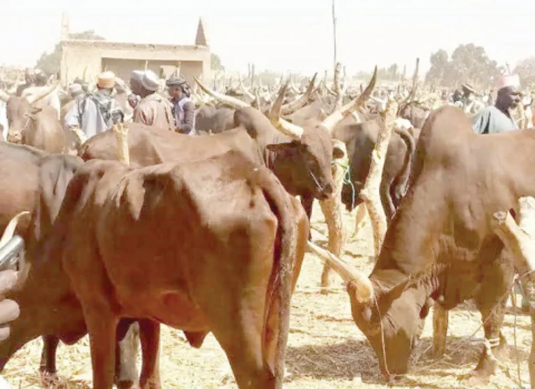 bulls-at-a-livestock-market-in-the-area.jpg